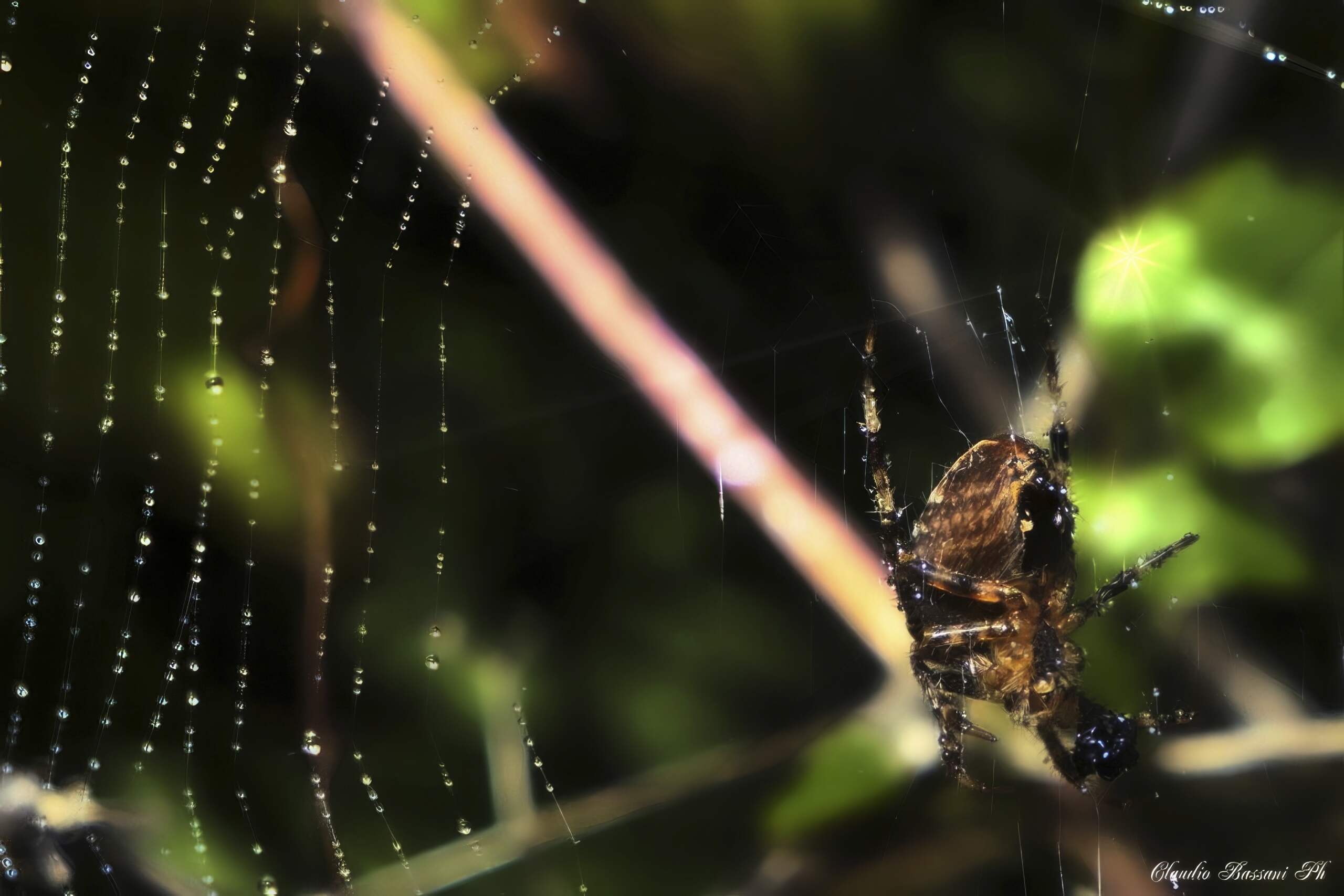 Araneus diadematus